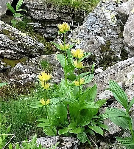 Alpengasthof Grimmingblick Hotel 3*