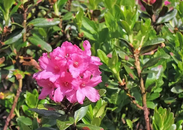 Hotel Alpengasthof Grimmingblick Planneralm