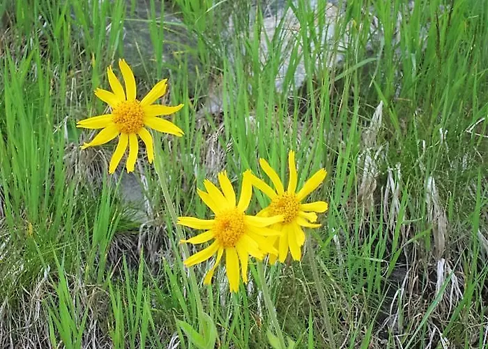 Hotel Alpengasthof Grimmingblick
